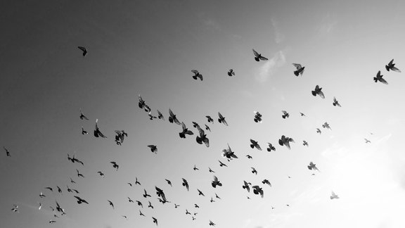 Fliegende Tauben