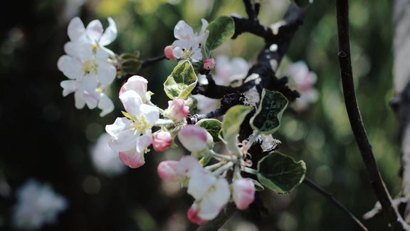 Apfelblüten - Foto: Eberly/unsplash